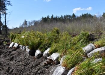 На Львівщині відновили майже 400 га лісу за минулий рік