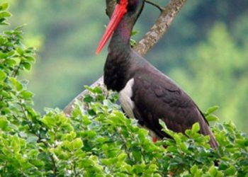 На Львівщині виявили третє місце гніздування червонокнижного чорного лелеки — Львівщіна
