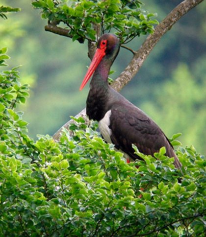 На Львівщині виявили третє місце гніздування червонокнижного чорного лелеки