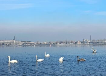 Переехали насовсем: в Днепре возле Монастырского острова поселилась большая семья лебедей (ФОТО) – Дніпро