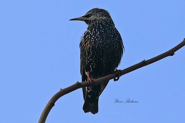 Новости Днепра про Подгоняют весну: вблизи Днепра заметили первых перелетных скворцов (ФОТО)