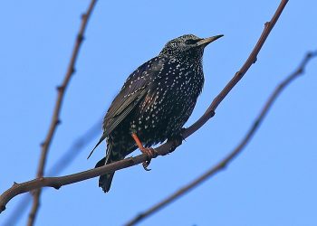 Подгоняют весну: вблизи Днепра заметили первых перелетных скворцов (ФОТО) – Дніпро