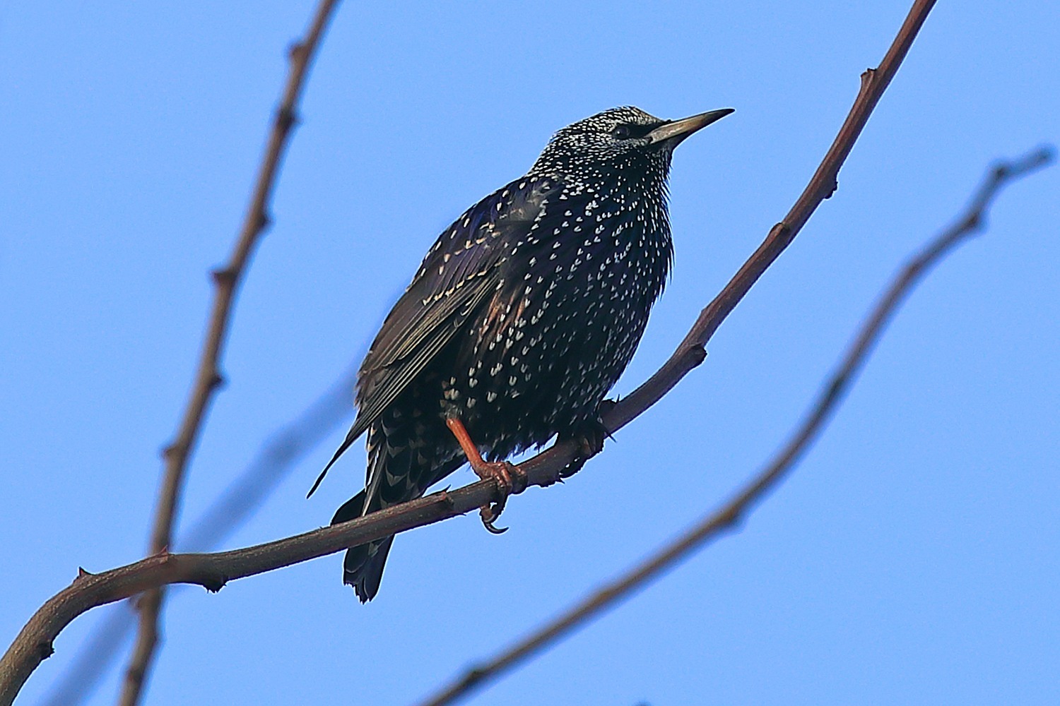Новости Днепра про Подгоняют весну: вблизи Днепра заметили первых перелетных скворцов (ФОТО)