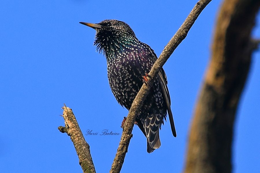 Новости Днепра про Подгоняют весну: вблизи Днепра заметили первых перелетных скворцов (ФОТО)