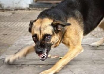 Ще два села на Дрогобиччині закрили на карантин через сказ у собаки — Львівщіна