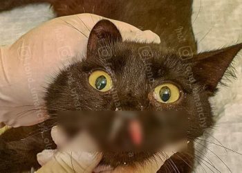 Тяжело дышит из-за травмированного носа: в Днепре спасают котика, которого люди выбросили из машины – Дніпро