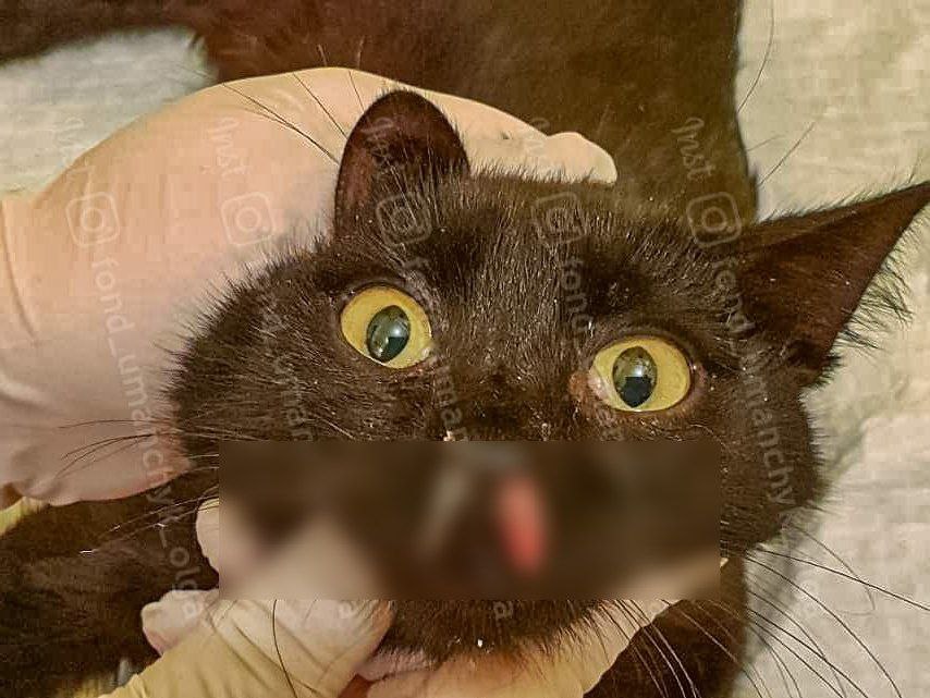 Новости Днепра про Тяжело дышит из-за травмированного носа: в Днепре спасают котика, которого люди выбросили из машины