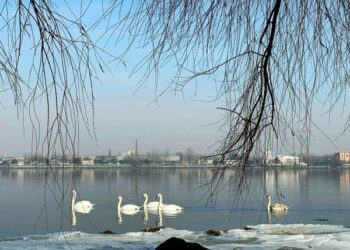 У Мережі показали прекрасних лебедів, які оселилися поблизу Монастирського острова |  Дніпро