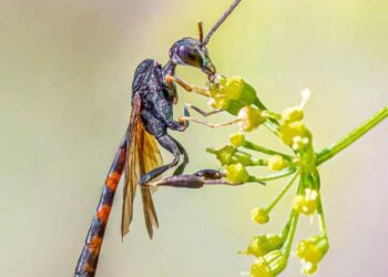 У соцмережі показали чудового дніпровського  їздця |  Дніпро