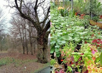 В ботсаду Днепра анонсировали последнюю рабочую субботу в феврале: когда именно – Дніпро