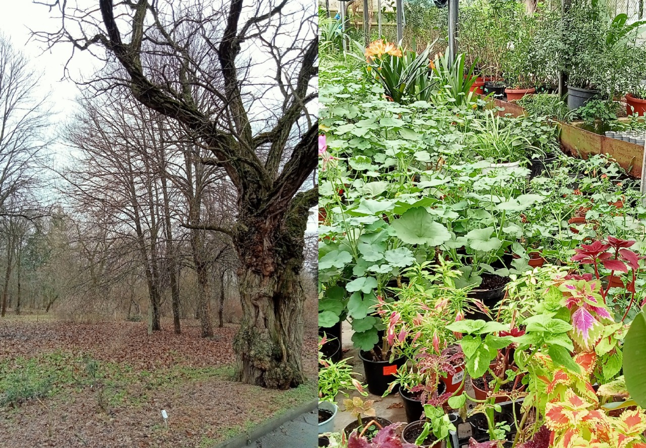 Новости Днепра про В ботсаду Днепра анонсировали последнюю рабочую субботу в феврале: когда именно