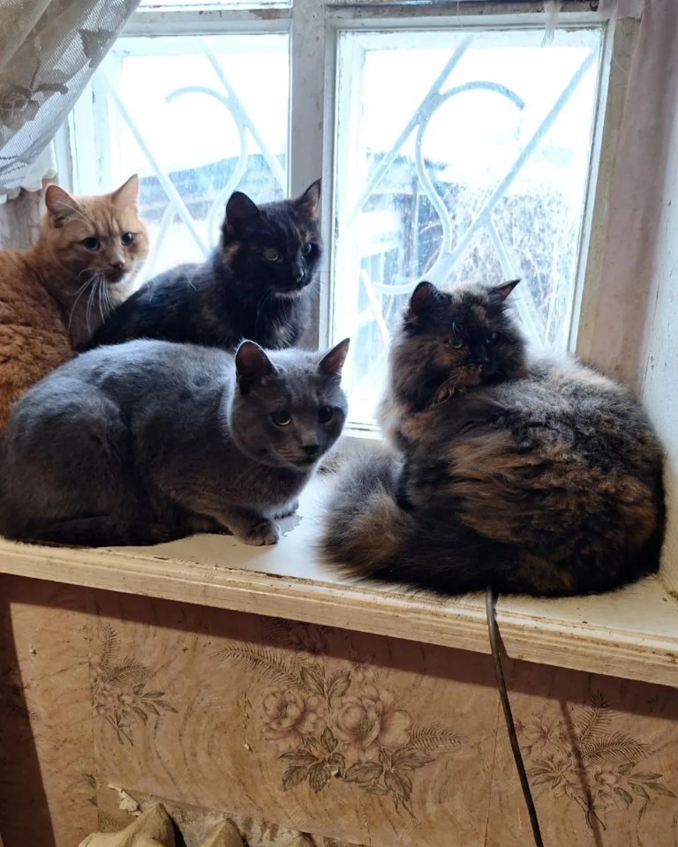 Новости Днепра про В Днепре котики-беженцы из Купянска ищут новых хозяев: все милые, воспитанные и послушные