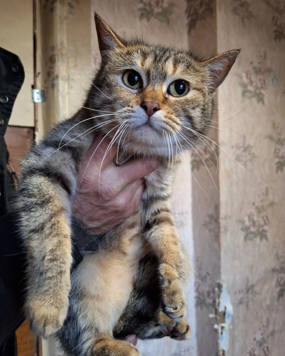 Новости Днепра про В Днепре котики-беженцы из Купянска ищут новых хозяев: все милые, воспитанные и послушные