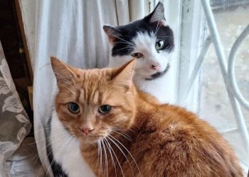 В Днепре котики-беженцы из Купянска ищут новых хозяев: все милые, воспитанные и послушные – Дніпро