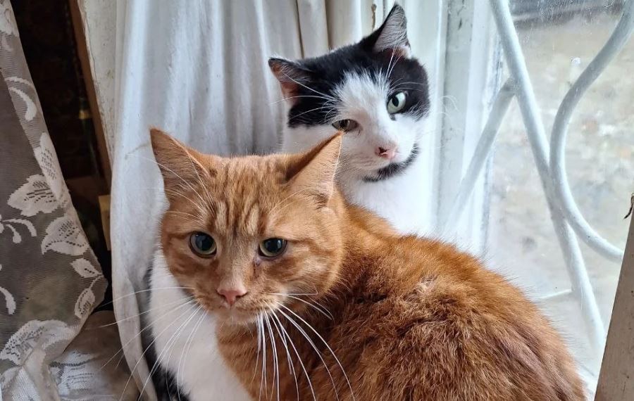 Новости Днепра про В Днепре котики-беженцы из Купянска ищут новых хозяев: все милые, воспитанные и послушные