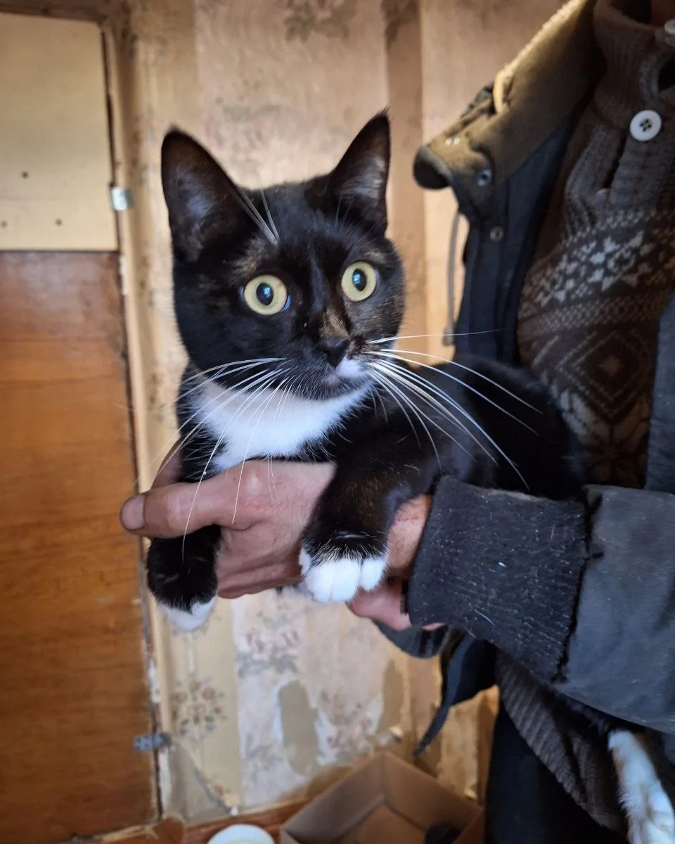 Новости Днепра про В Днепре котики-беженцы из Купянска ищут новых хозяев: все милые, воспитанные и послушные