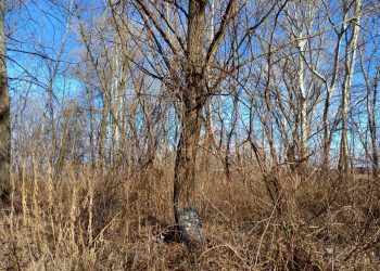 В Днепре на Победе возрождается полуразрушенное стихийное кладбище домашних животных – Дніпро
