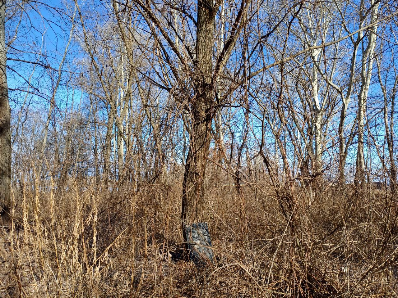 Новости Днепра про В Днепре на Победе возрождается полуразрушенное стихийное кладбище домашних животных