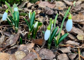 В Днепре расцвели подснежники, путешествовавшие тысячу километров по Украине – Дніпро