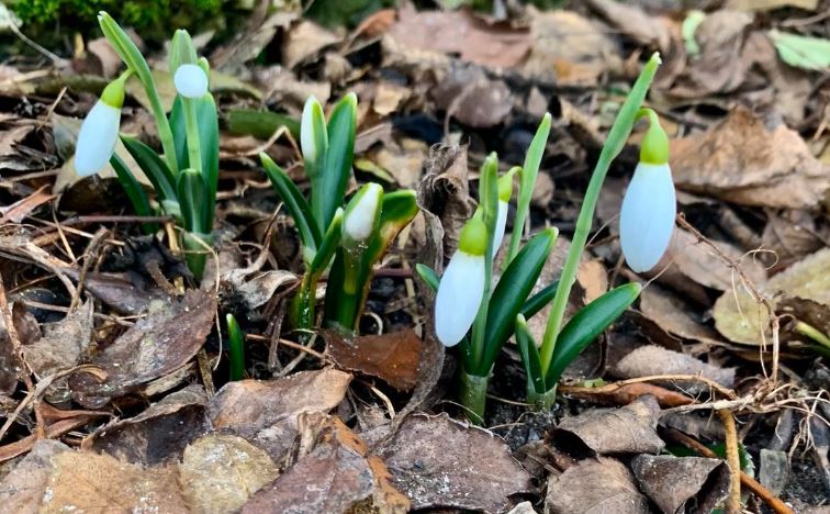 Новости Днепра про В Днепре расцвели подснежники, путешествовавшие тысячу километров по Украине