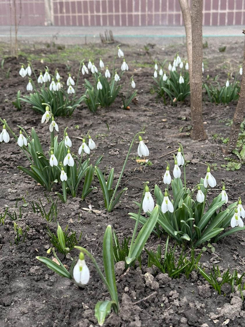 Новости Днепра про В Днепре среди многоэтажек расцвело поле подснежников (ФОТО)