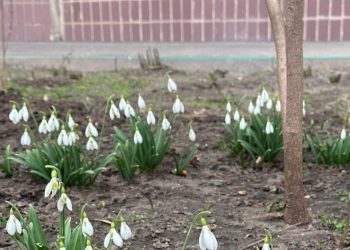 В Днепре среди многоэтажек расцвело поле подснежников (ФОТО) – Дніпро