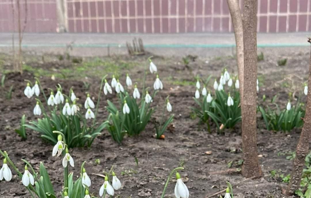 Новости Днепра про В Днепре среди многоэтажек расцвело поле подснежников (ФОТО)