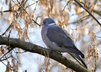 В Днепре заметили самого большого «утко-голубя» Европы (ФОТО) – Дніпро