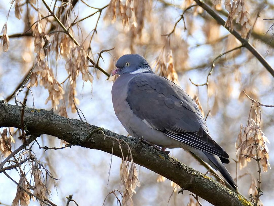 Новости Днепра про В Днепре заметили самого большого 