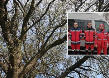 В Днепропетровской области нетрезвый мужчина свалился с 5-метрового дерева – Дніпро