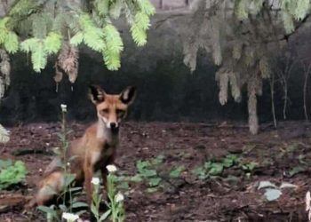 В Днепропетровской области популяция хищных лис выросла в 2,5 раза – Дніпро