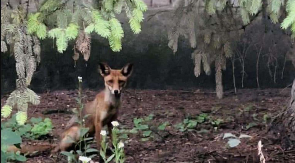 Новости Днепра про В Днепропетровской области популяция хищных лис выросла в 2,5 раза