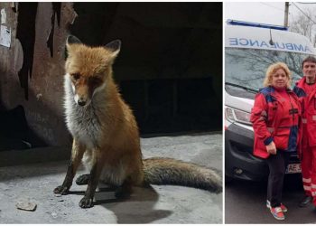 В Никопольском районе озверевшая от холода и голода лиса напала на мать с двумя детьми – Дніпро