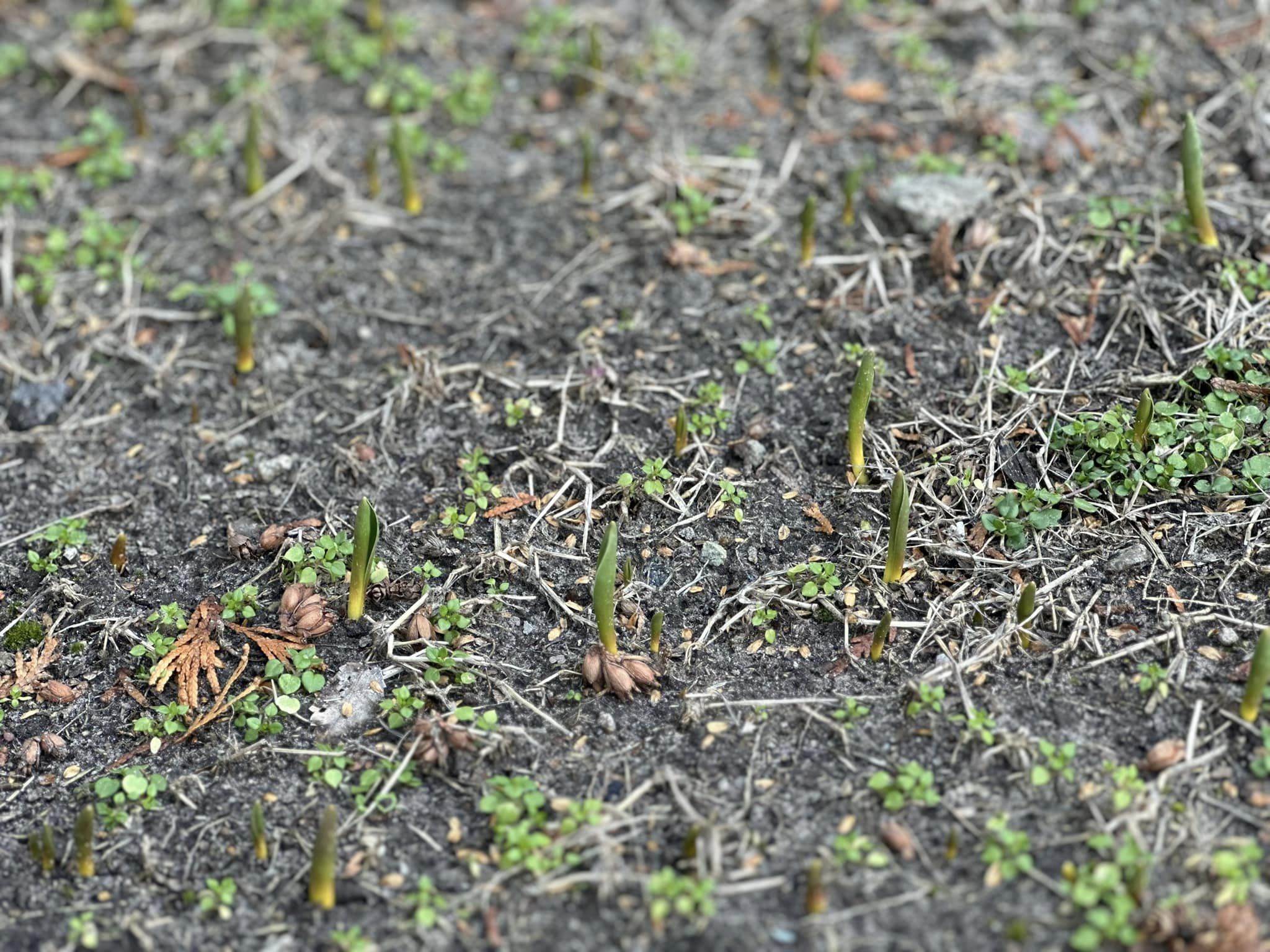 Новости Днепра про В парках Днепра из-за аномального тепла в феврале выросли тюльпаны (ФОТО)
