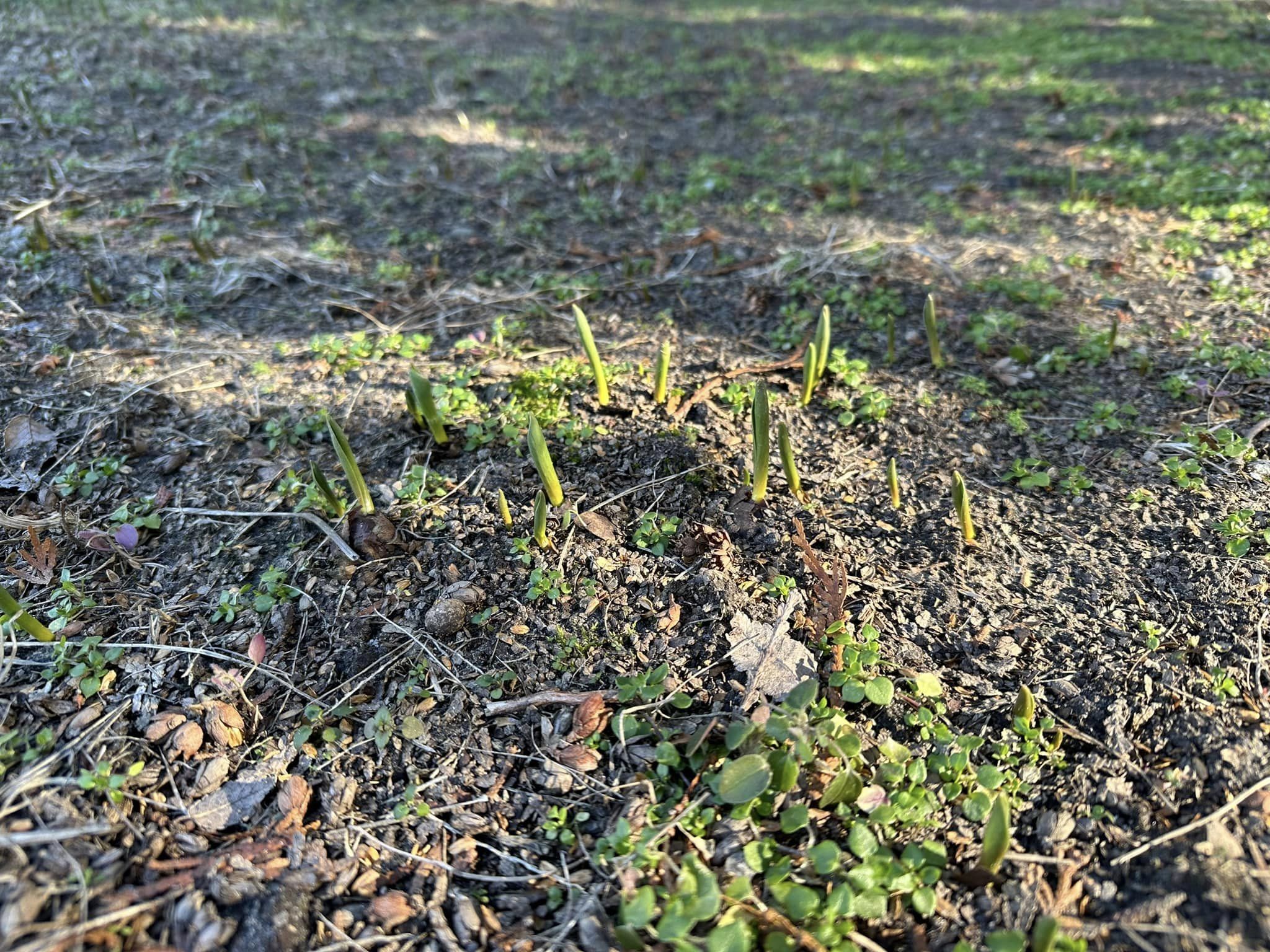 Новости Днепра про В парках Днепра из-за аномального тепла в феврале выросли тюльпаны (ФОТО)