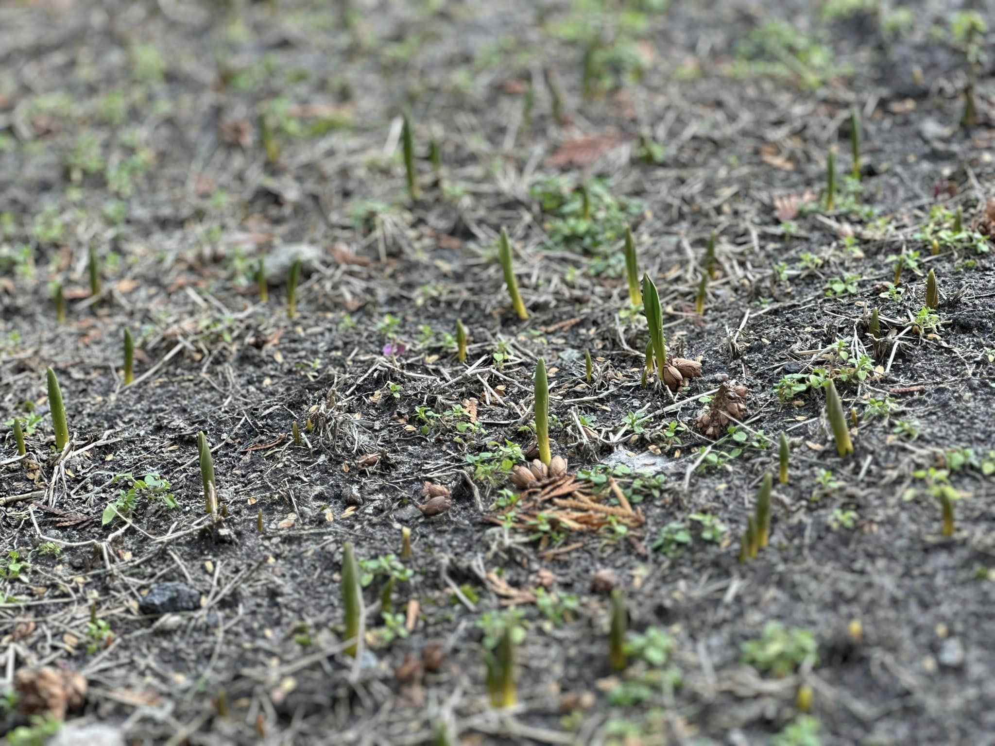 Новости Днепра про В парках Днепра из-за аномального тепла в феврале выросли тюльпаны (ФОТО)