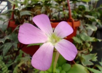 Ботсад ДНУ запрошує дніпрян на перший весняний День відкритих дверей |  Дніпро