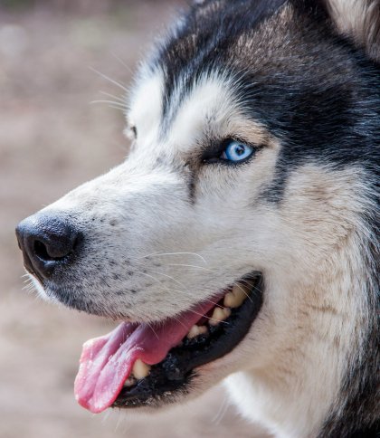 Дві приватні ветклініки у Львові закрили на карантин через сказ. Фото ілюстративне