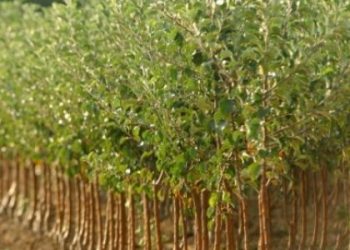 Енергетичну вербу вирощуватимуть на Львівщині як біопаливо для котелень — Львівщіна