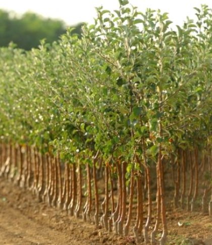 Енергетична верба