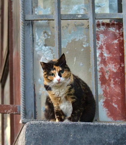 Львів’янка обмазала двері фекаліями: суд закрив справу