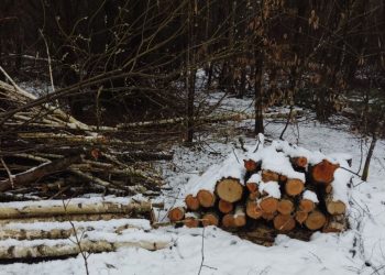 На 500 тис. грн незаконно вирубали дерев на Тернопільщині