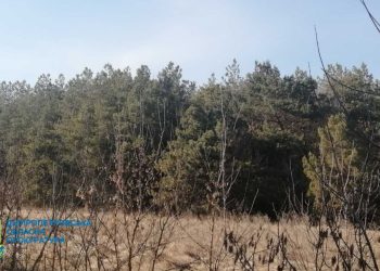 На Днепропетровщине хотели выдать 220 га природного заповедника за частный приусадебный участок – Дніпро