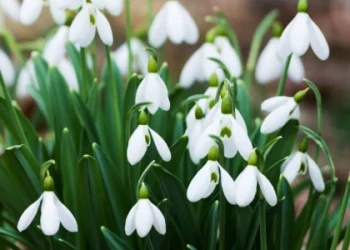 На Львівщині 15 березня вночі мороз, а вдень — 12° тепла — Львівщіна