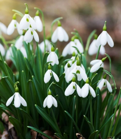 підсніжники