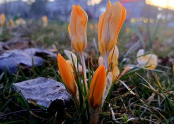 На набережній Дніпра з’явилися крокуси |  Дніпро