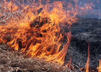 На Житомирщине мужчина погиб, когда пытался самостоятельно потушить сухостой – Дніпро