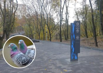 Птичья «бомбардировка»: в Днепре от нашествия голубей страдает парк Зеленый Гай (ВИДЕО) – Дніпро