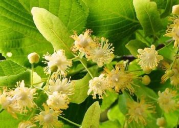 Рекорд України: на Львівщині висадили найбільшу липову алею — Львівщіна