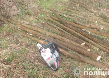 Рубав дерева у парку – покарають тернополянина